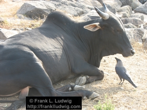 Cow, Crow, Maharashtra, Bombay, Mumbai, India